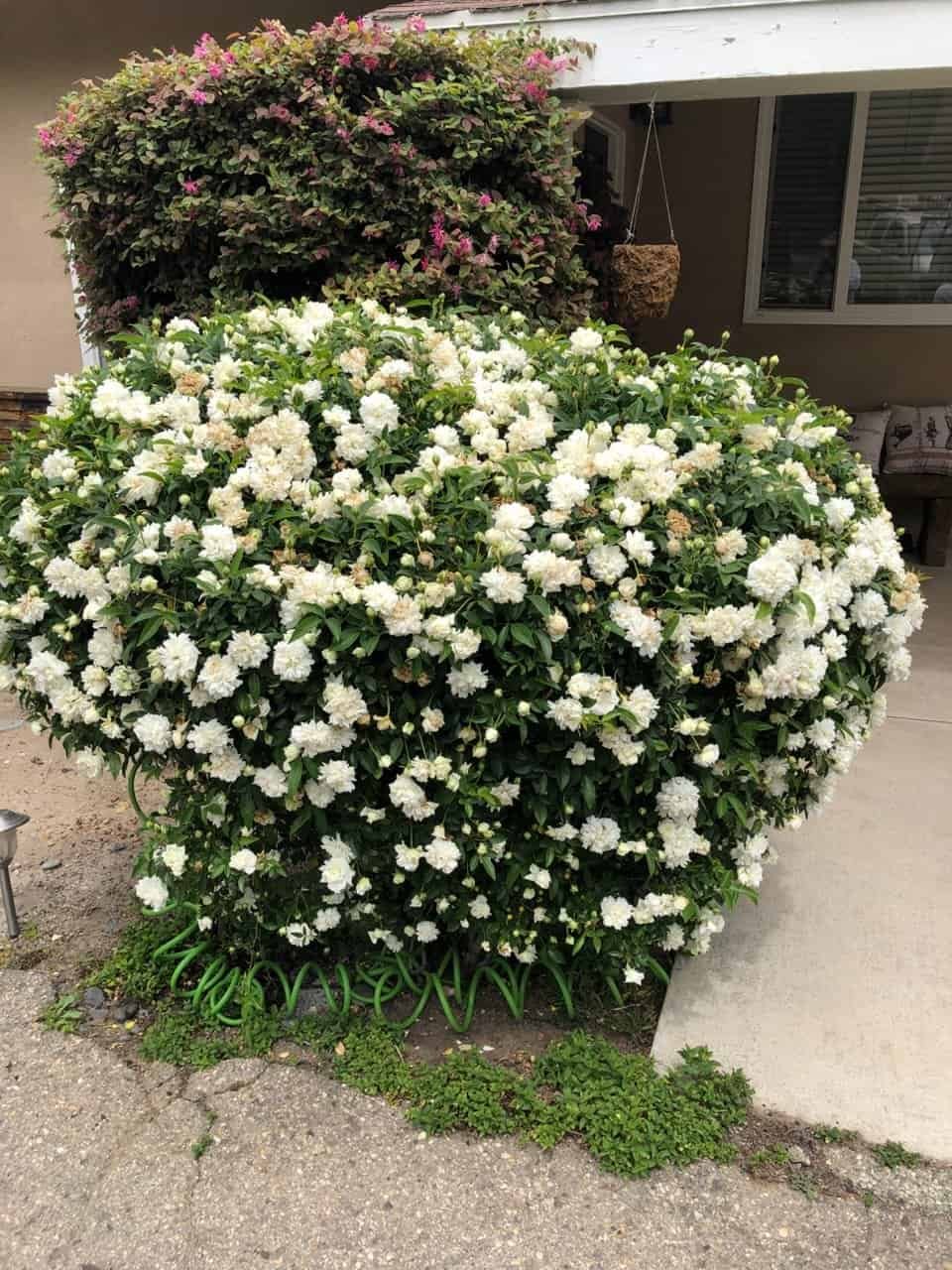 Lush white flowering bush in a landscaped garden setting.