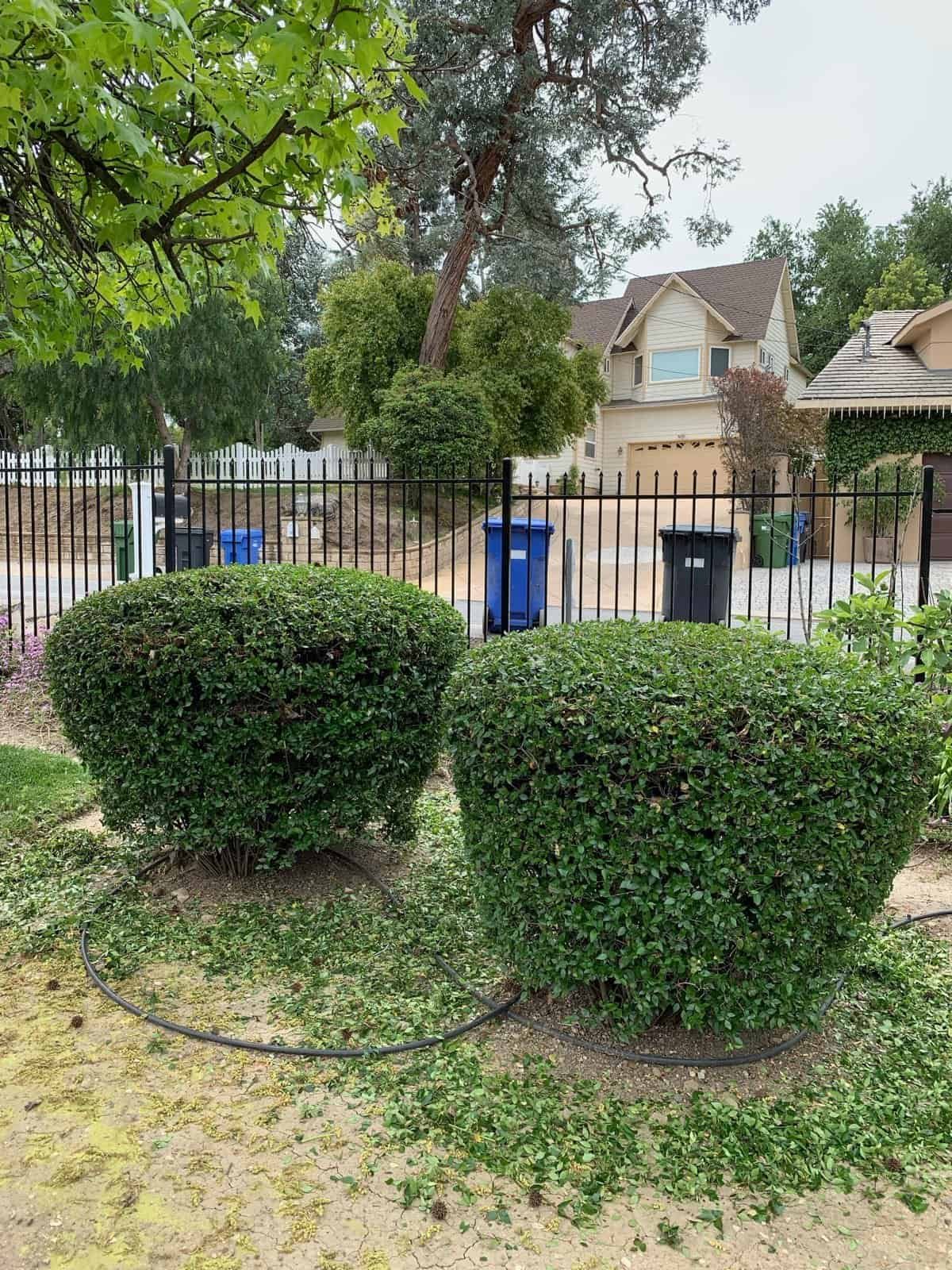 Neatly trimmed bushes and trees in a residential garden with houses in the background.