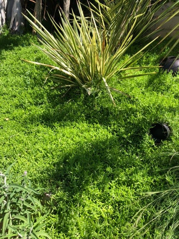 Spiky tropical plant in lush green garden with sunlight and shadows.