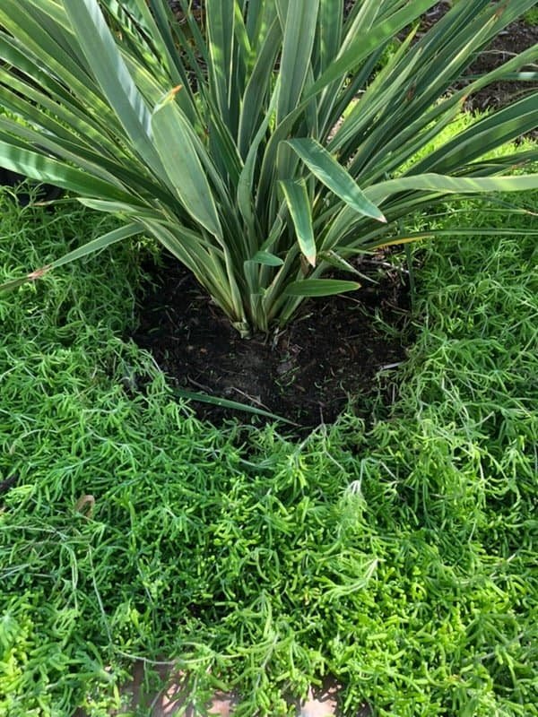 Green tropical plant with long leaves in garden setting.