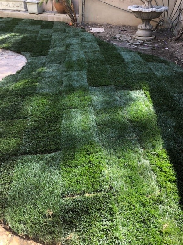 Well-maintained lush green lawn with patchwork pattern in backyard.