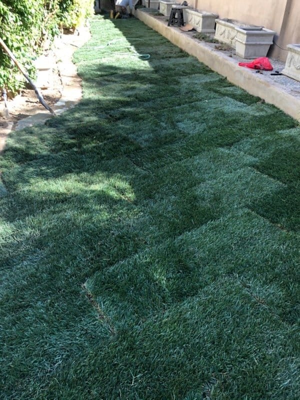 Freshly laid sod creating a lush green lawn in a backyard.