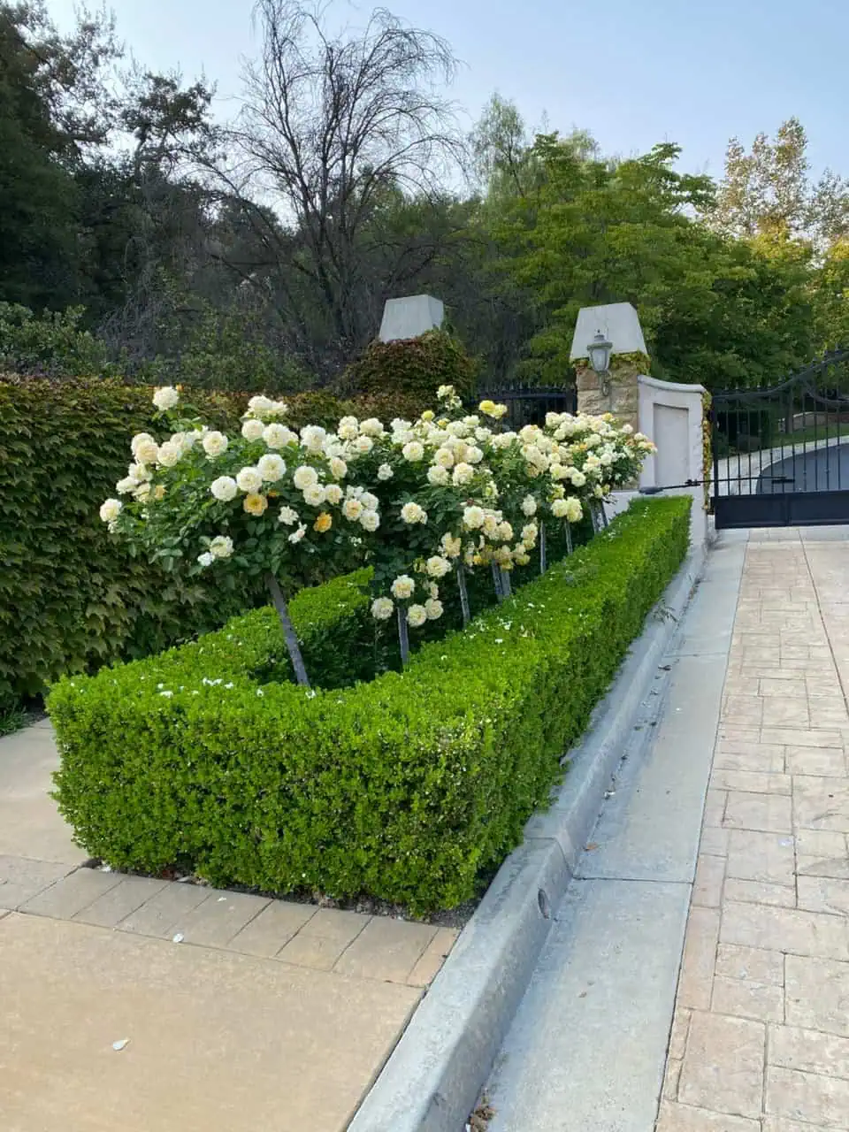 Beautiful garden with white roses, trimmed hedges, and decorative gate.