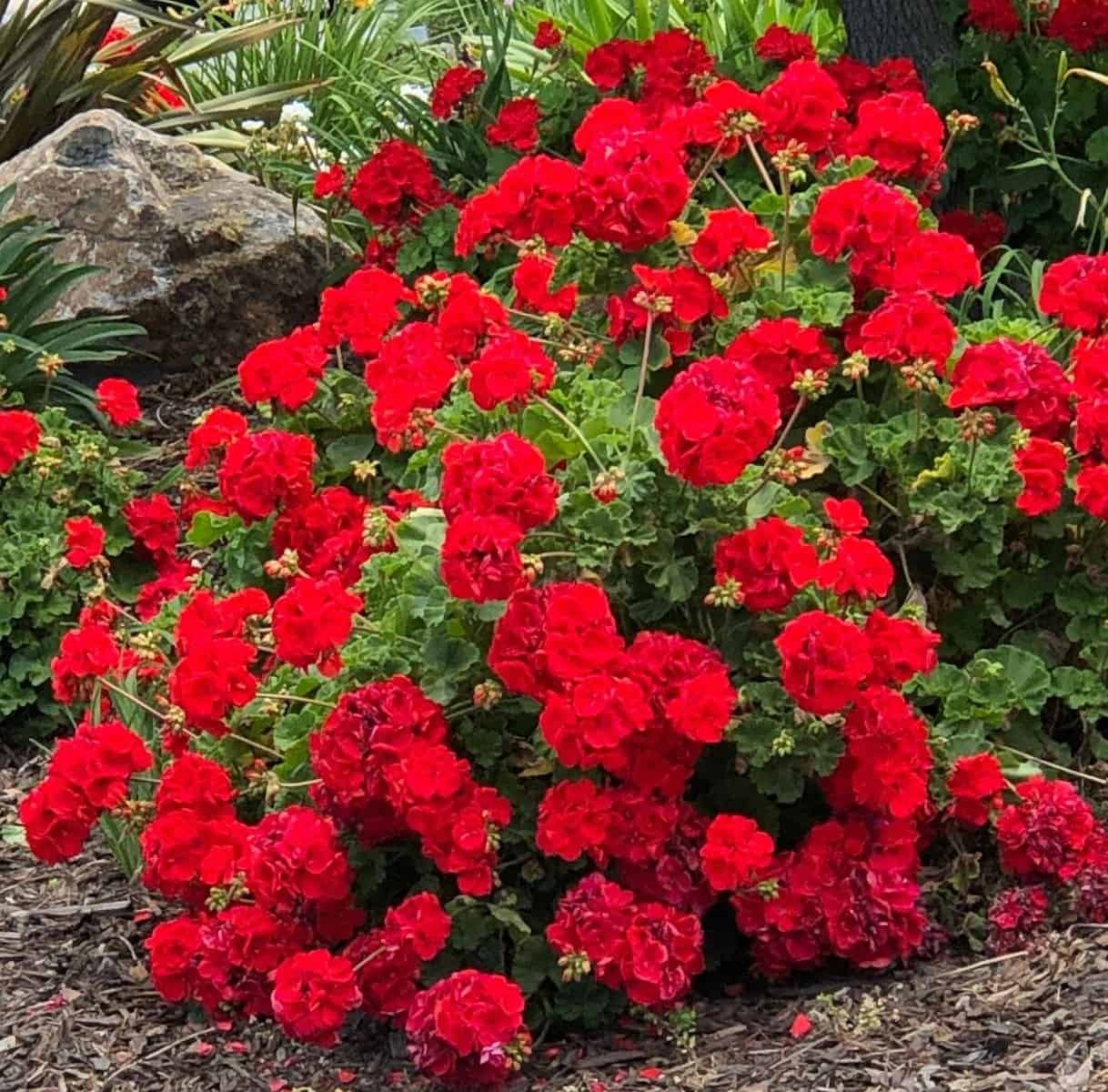 Bright red geranium flowers in a garden setting with green foliage.
