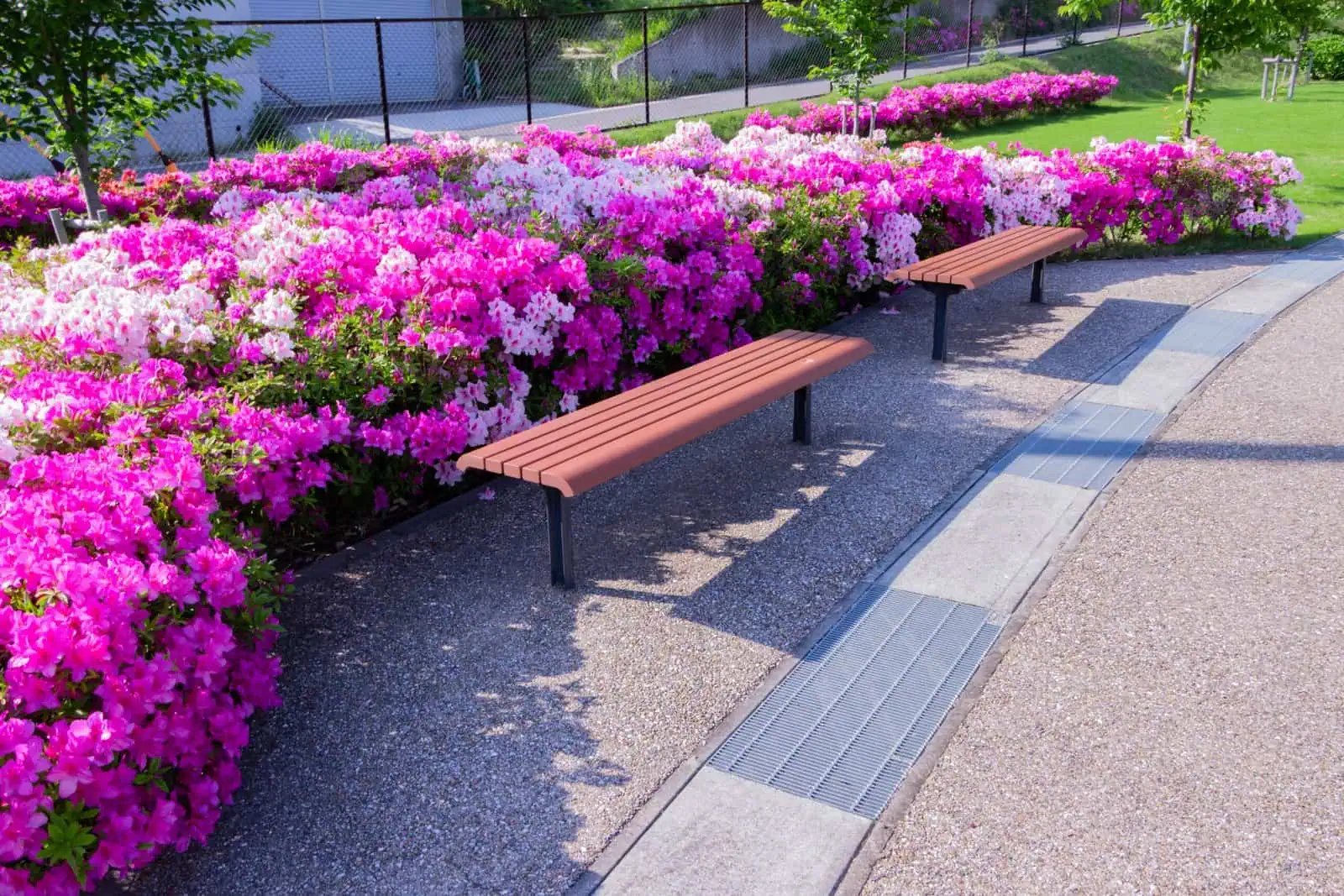 Vibrant pink and purple azaleas along a garden path with benches.